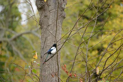 DSC_0479 (Large).JPG